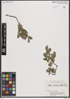 Foto von Salix breviserrata Flod.